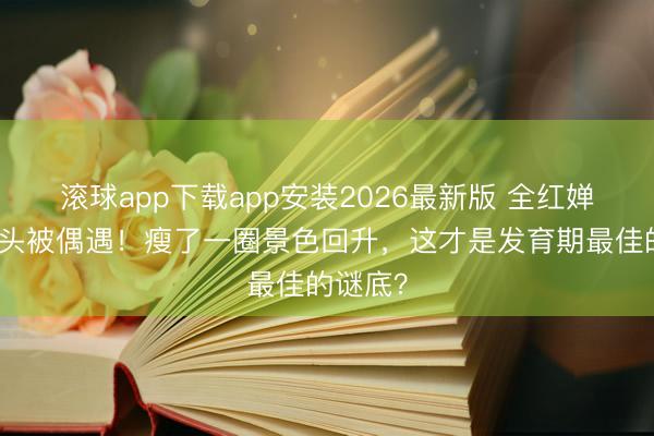 滚球app下载app安装2026最新版 全红婵上海街头被偶遇！瘦了一圈景色回升，这才是发育期最佳的谜底？